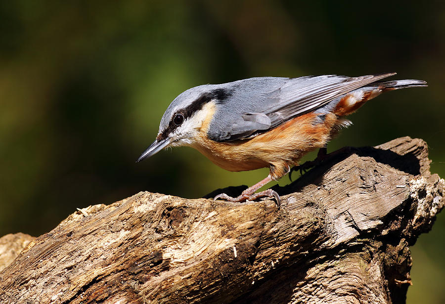 Nuthatch #3 Photograph by Grant Glendinning