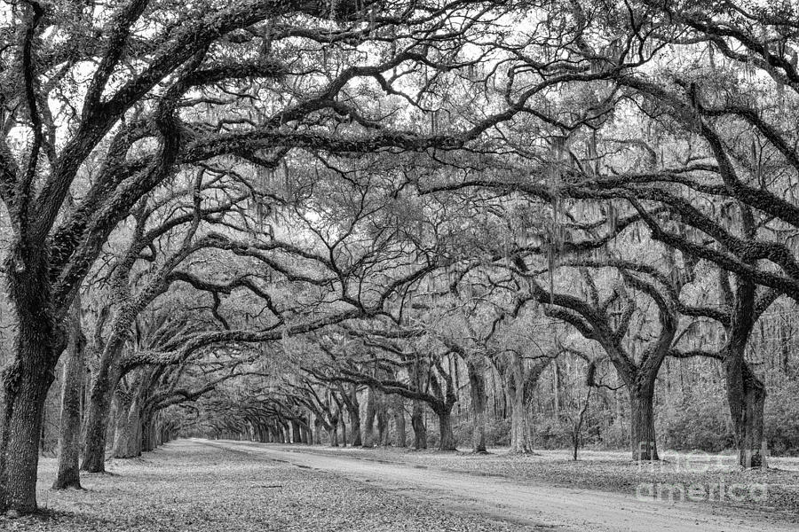 Oak Lined Avenue Wormsloe Plantation Savannah Georgia #3 Photograph by Dawna Moore Photography