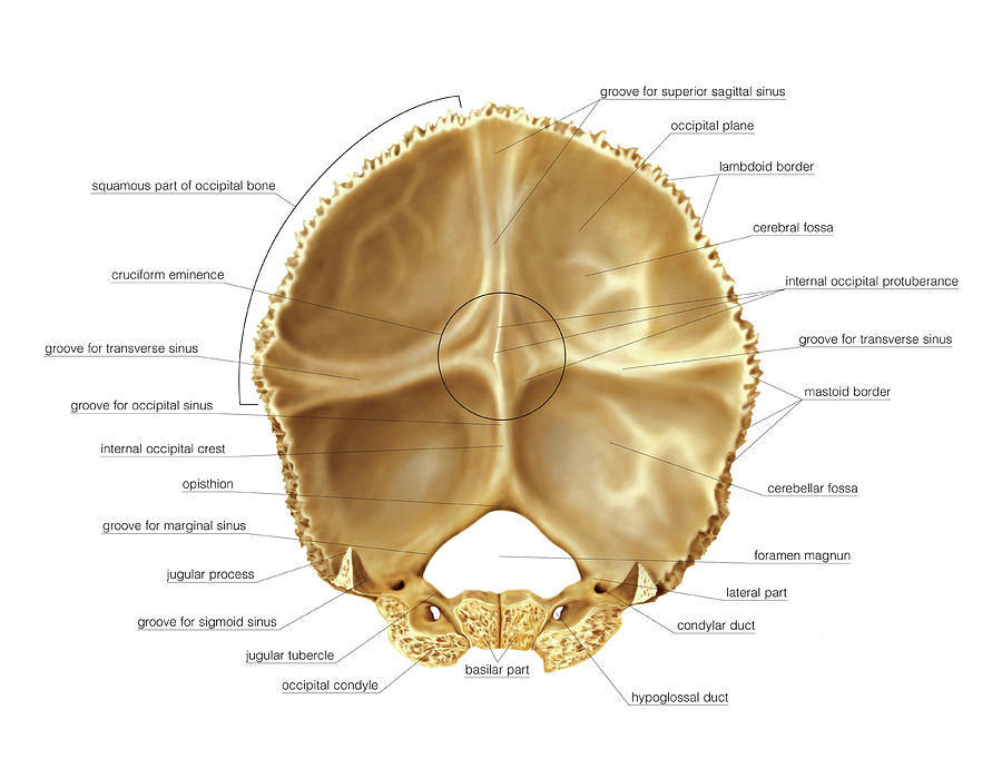 occipital groove