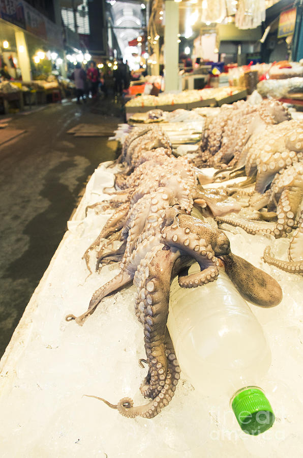 Octopus Photograph - Octopus Sale In Korea Market #3 by Tuimages  