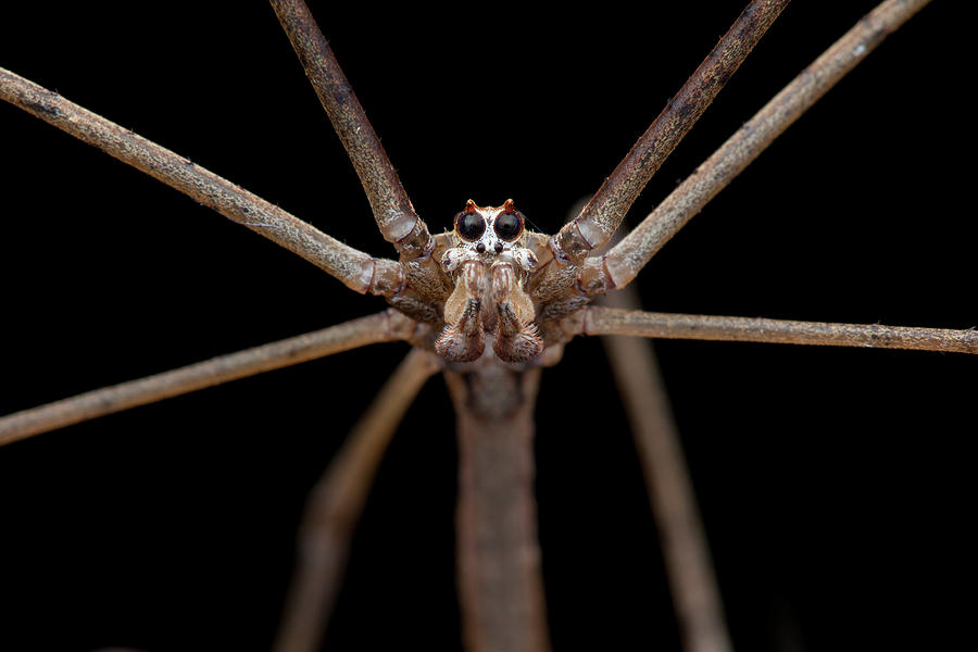 Ogre-faced Spider #3 Photograph by Melvyn Yeo