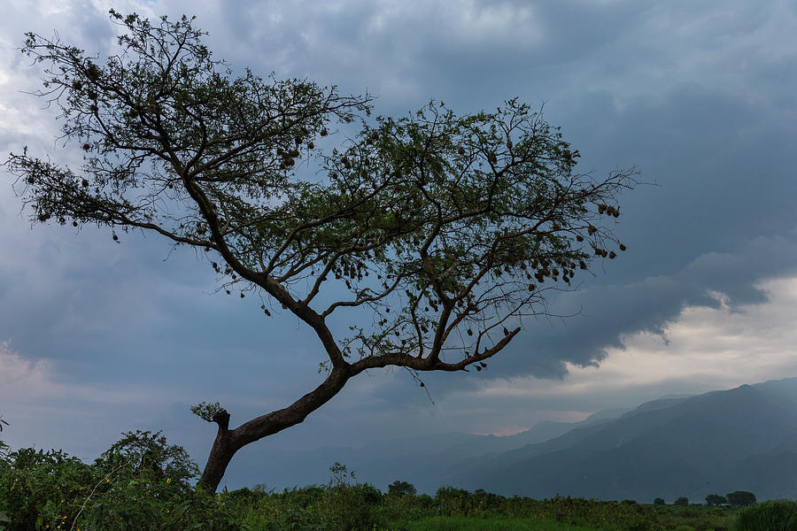 Oil Exploratin Threatens Virunga #3 Photograph by Brent Stirton
