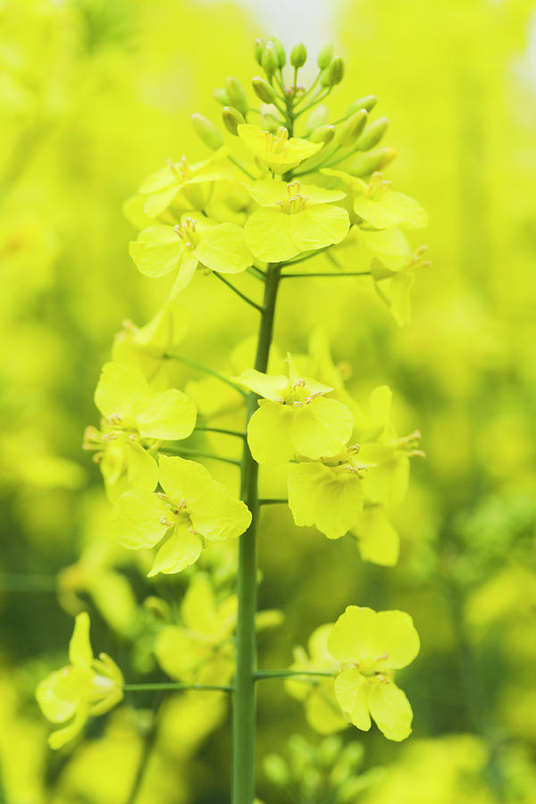 Oil Seed Rape (brassica Napus) Photograph By Gustoimages/science Photo ...