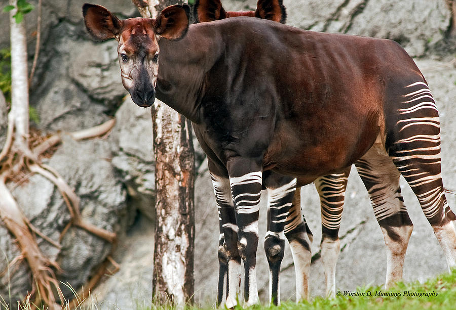 Okapi #3 Photograph by Winston D Munnings
