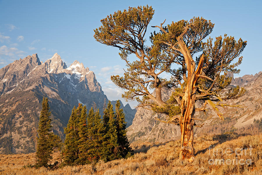 Old Patriarch Grand Teton National Park #1 Photograph by Fred Stearns