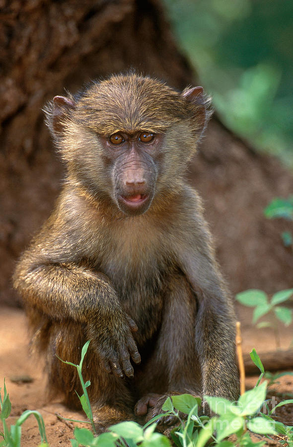 Olive Baboon #3 Photograph by Art Wolfe
