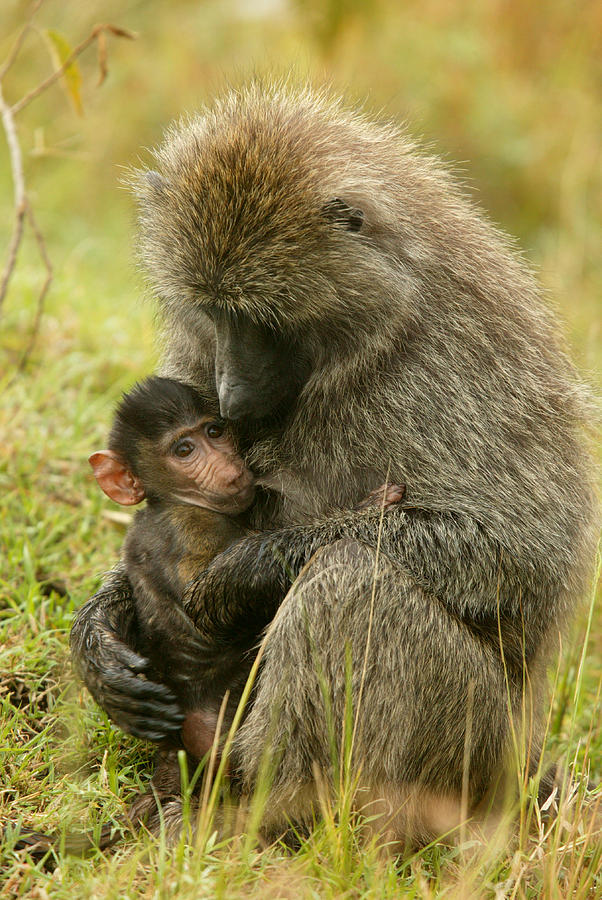 Olive Baboons #3 Photograph by Jean-Michel Labat