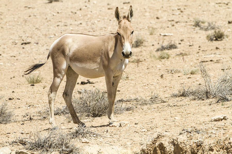 Onager Equus hemionus #3 Photograph by Eyal Bartov