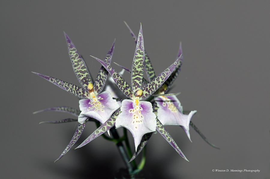 Oncidium Orchid #5 Photograph by Winston D Munnings