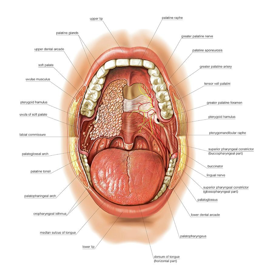 oral cavity tongue