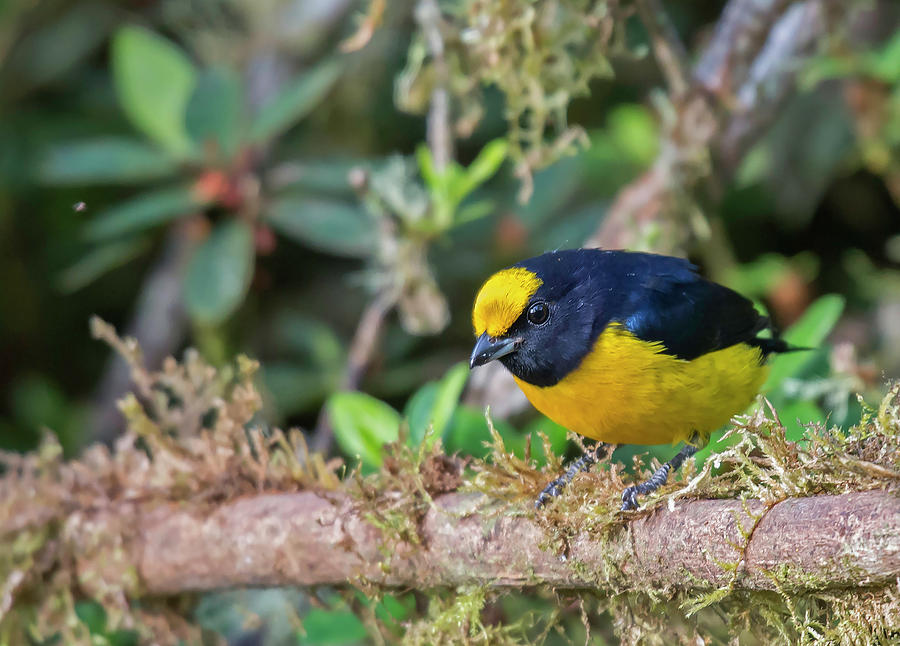 Orange-bellied Euphonia Photograph by Juan Jose Arango | Fine Art America