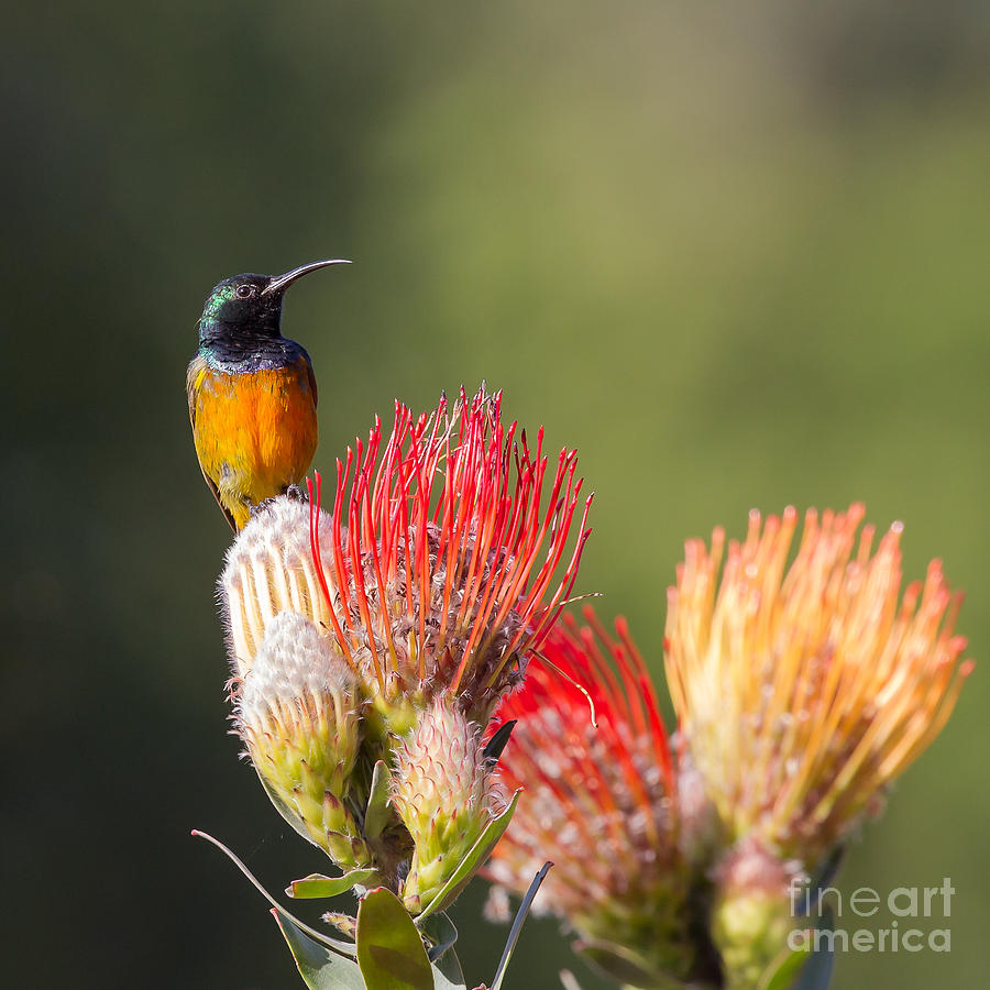 Orange-breasted Sunbird #1 Photograph by Jean-Luc Baron