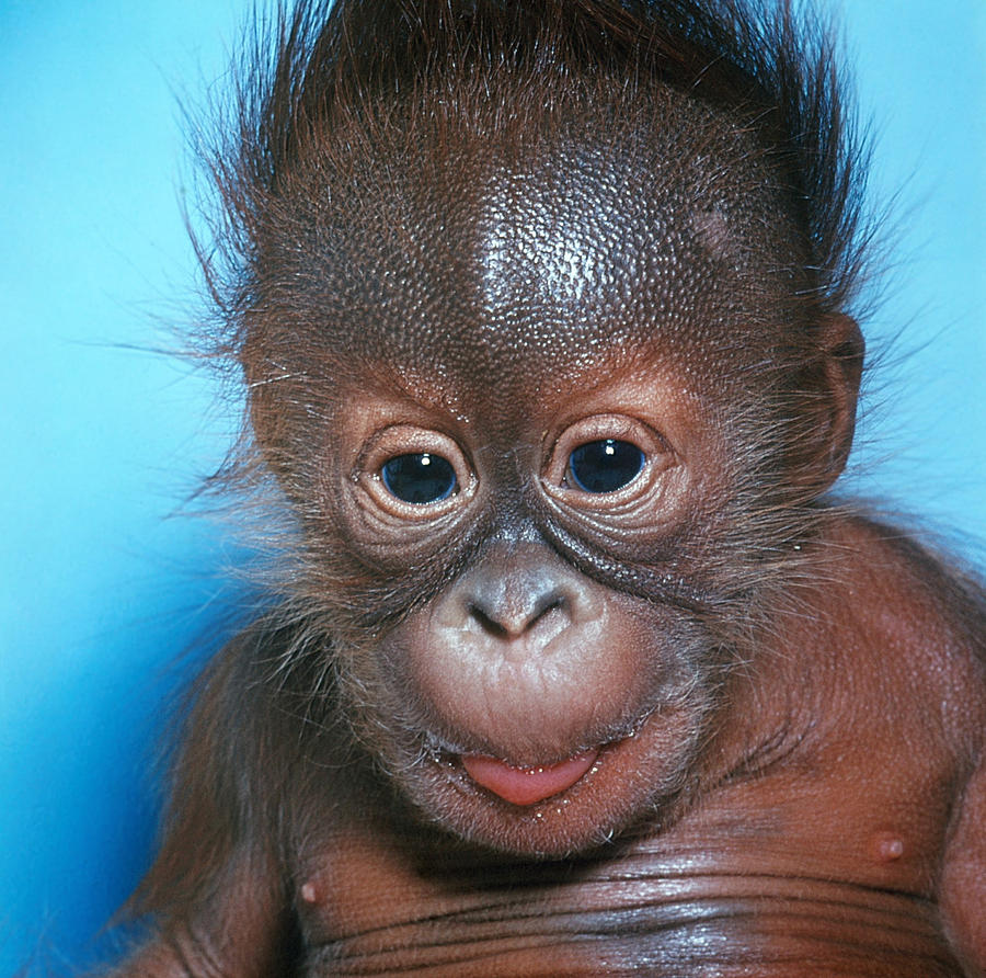 Orangutan Pongo Pygmaeus Baby #3 Photograph by Toni Angermayer