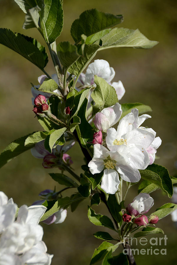 Nature Photograph - Orchard  blooming apple trees. #3 by Bernard Jaubert