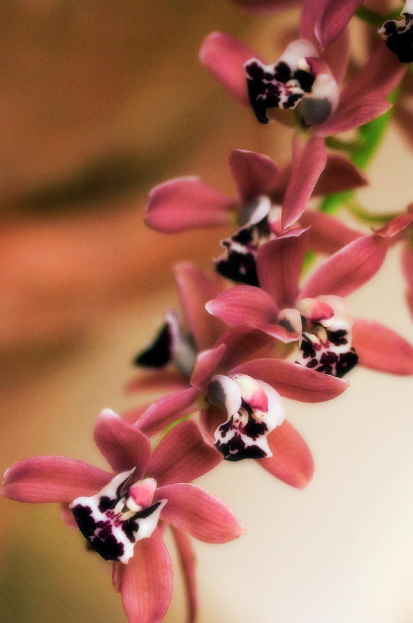 Orchid Photograph - Orchid (cymbidium Hybrid) #3 by Maria Mosolova/science Photo Library