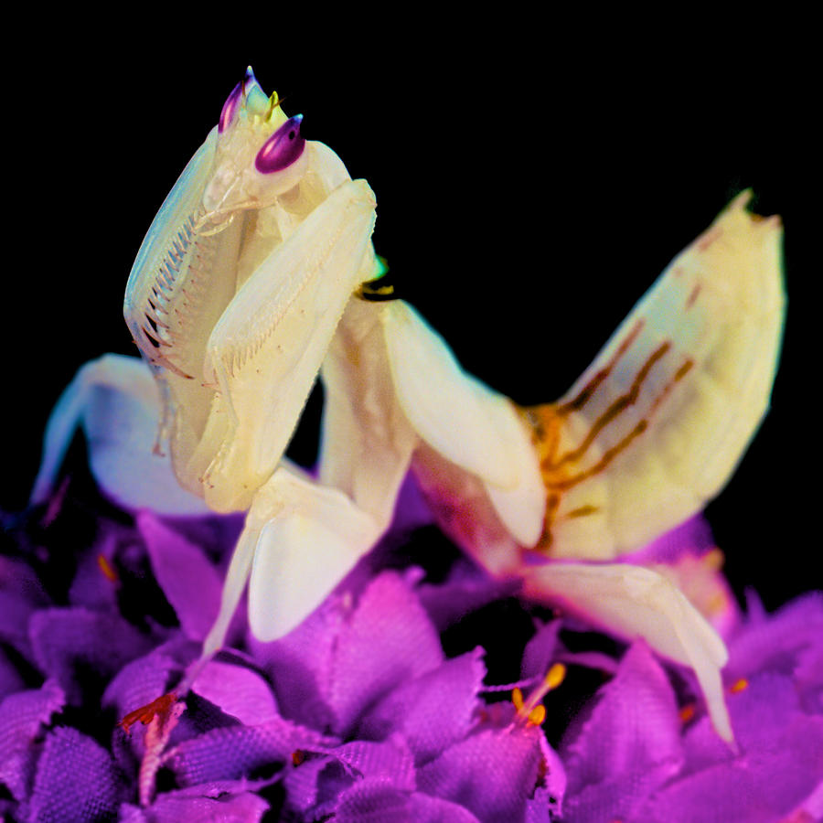 Orchid Photograph - Orchid Female Mantis  hymenopus coronatus  8 of 10 by Leslie Crotty