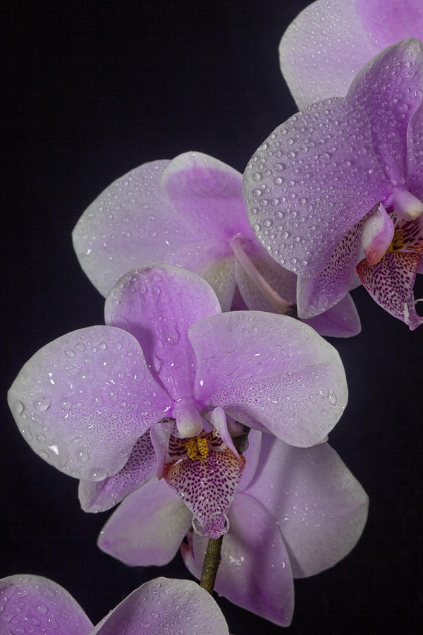 Orchids #3 Photograph by James Roemmling