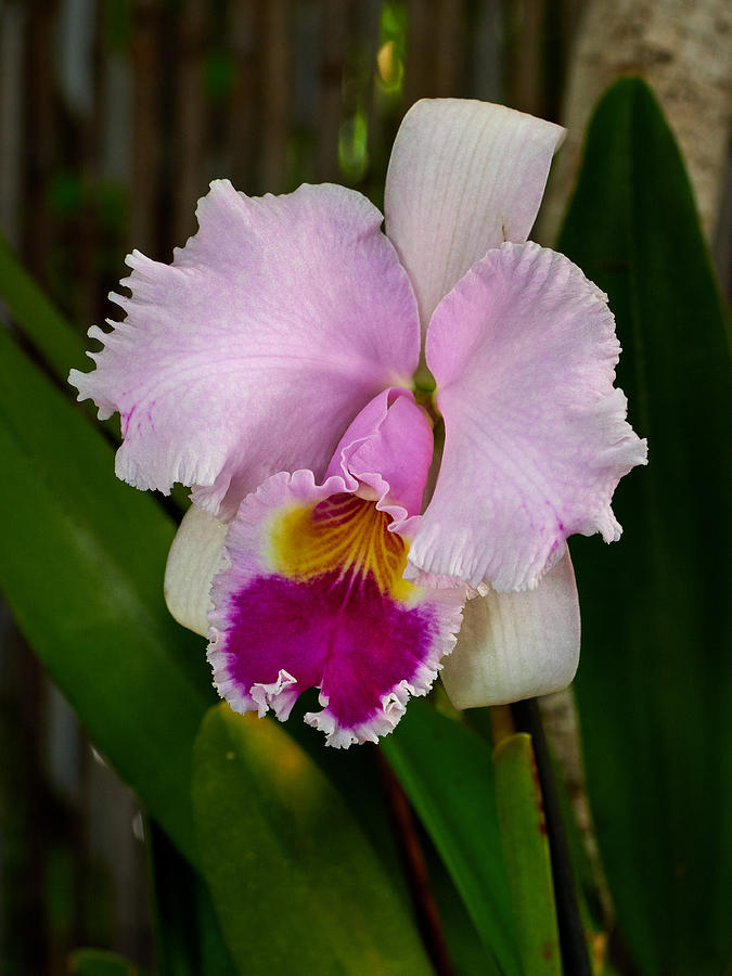Pink and Purple Orchid Photograph by Jouko Lehto