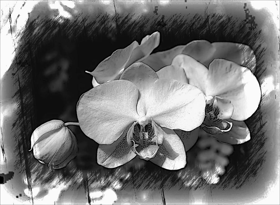 Orchids Photograph By Joyce Baldassarre Fine Art America 0120