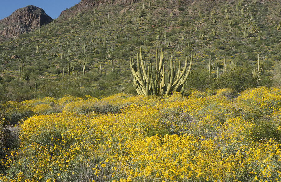 Organ Pipe Cactus National Monument #3 Photograph by Greg Ochocki