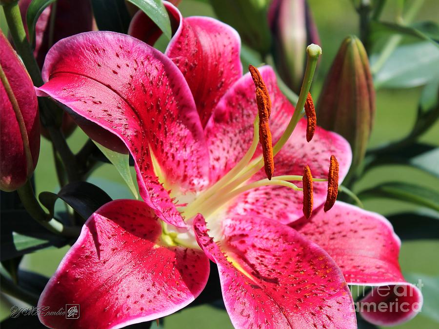 Oriental Lily named Sixth Sense Photograph by J McCombie | Fine Art America