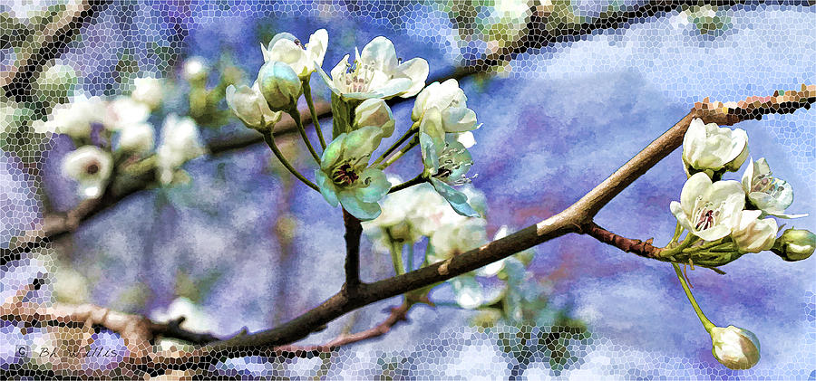 Oriental Pear Blossom #3 Photograph by Bonnie Willis
