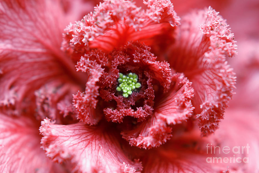 Ornamental Cabbage #2 Photograph by Charline Xia
