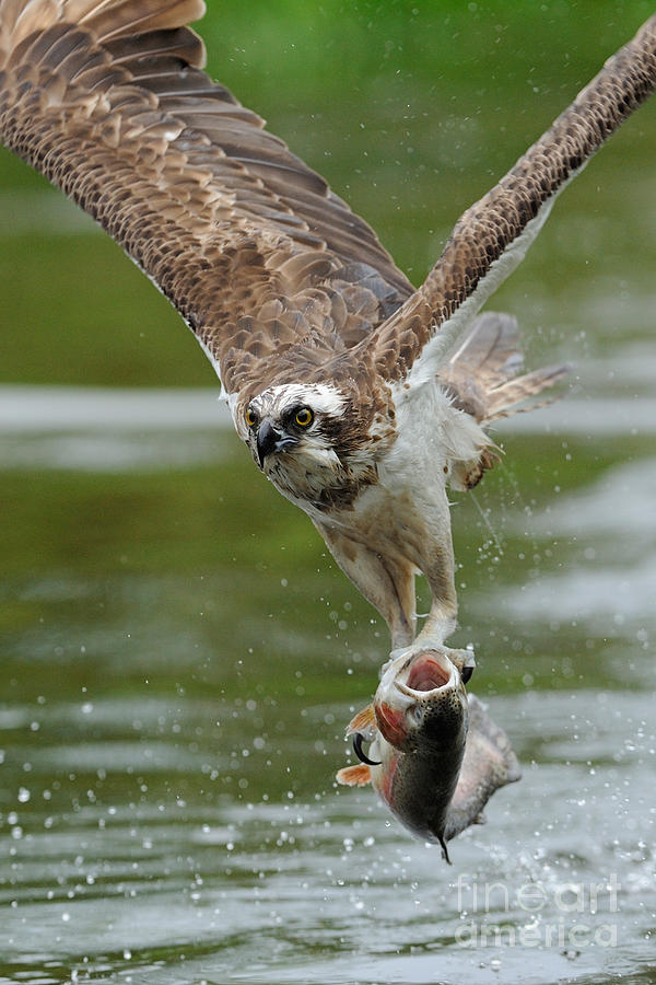 Osprey Catching Trout #3 Photograph by Scott Linstead