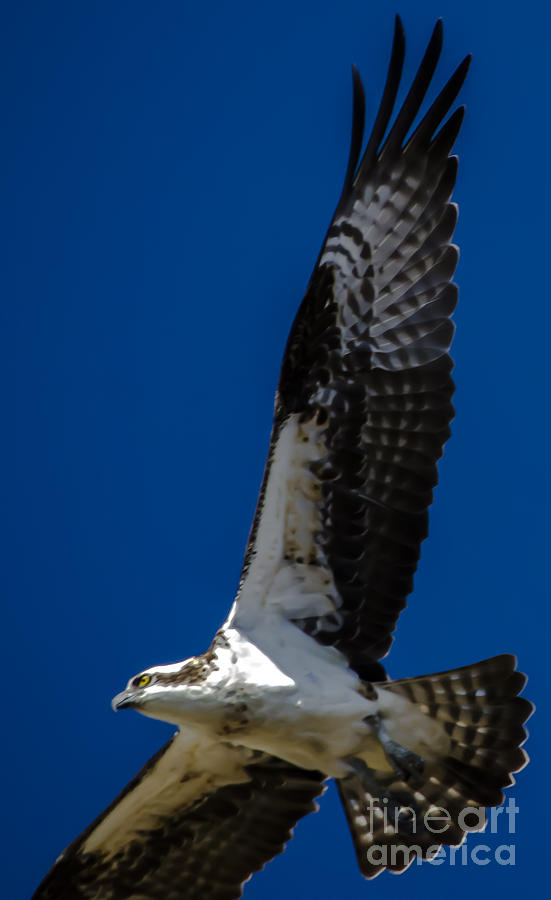 Osprey in Flight #3 Photograph by Dale Powell