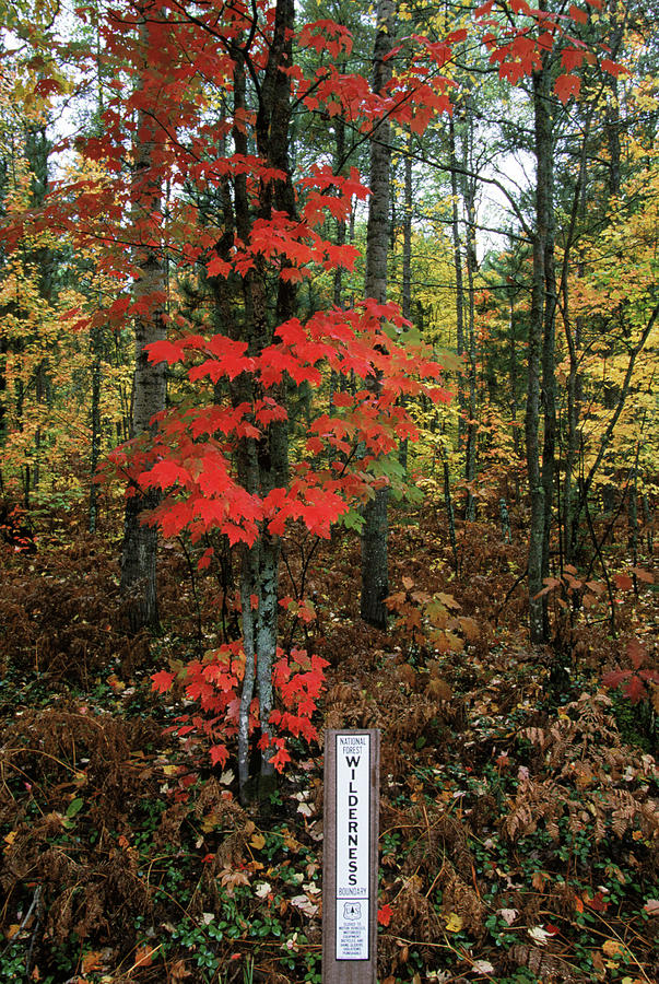Fall Photograph - Ottawa National Forest, Mi Usa #3 by Peter Essick