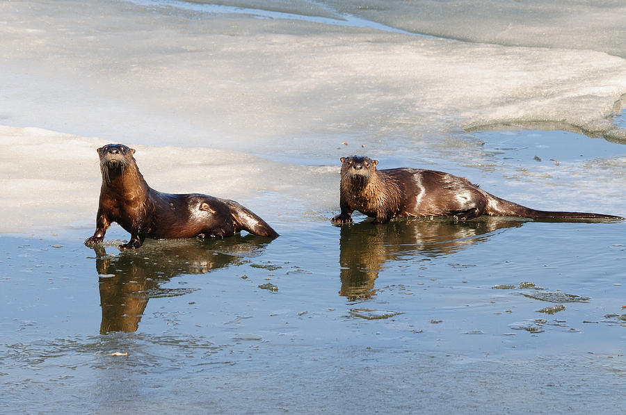 Otter Photograph - Otters #3 by Brian Wartchow