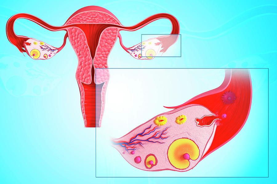 Ovarian Cycle #3 Photograph by Pixologicstudio/science Photo Library