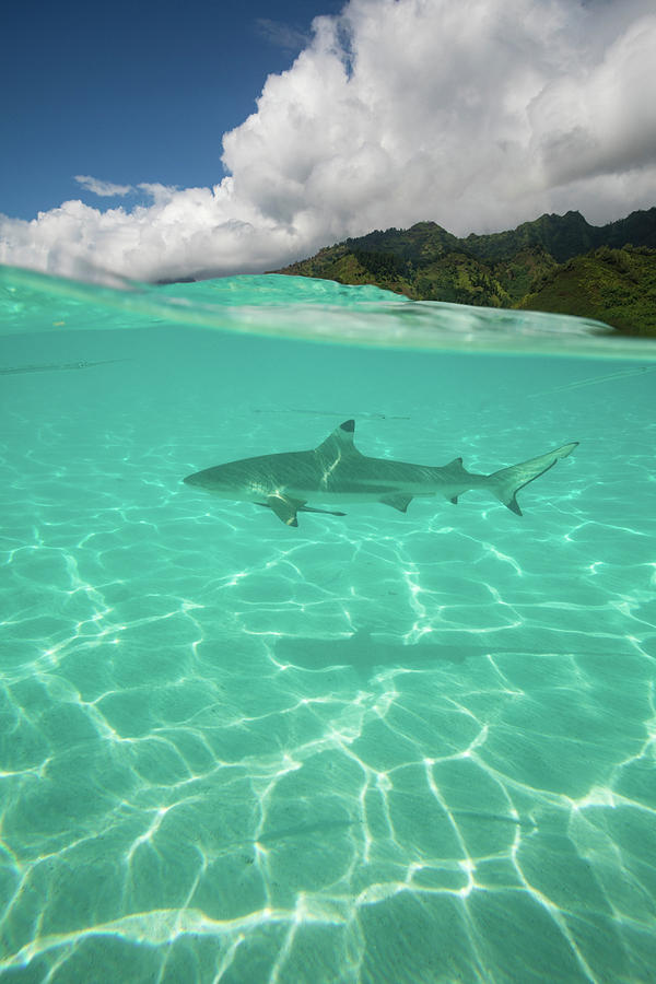 Over Under, Half Water Half Land, Shark #3 Photograph by Panoramic Images