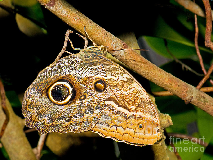 Owl Butterfly #3 Photograph by Millard H. Sharp