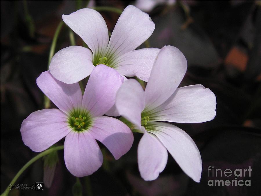 Oxalis Triangularis or Burgundy Shamrock #5 Photograph by J McCombie ...