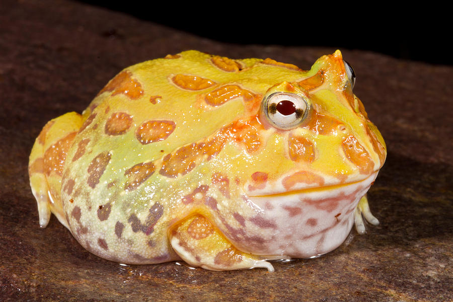 Pac Man Frog Ceratophrys #3 Photograph by David Kenny
