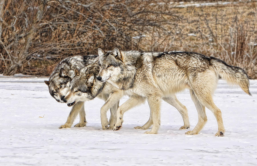 Wolves Photograph - 3 Pack by Shari Jardina