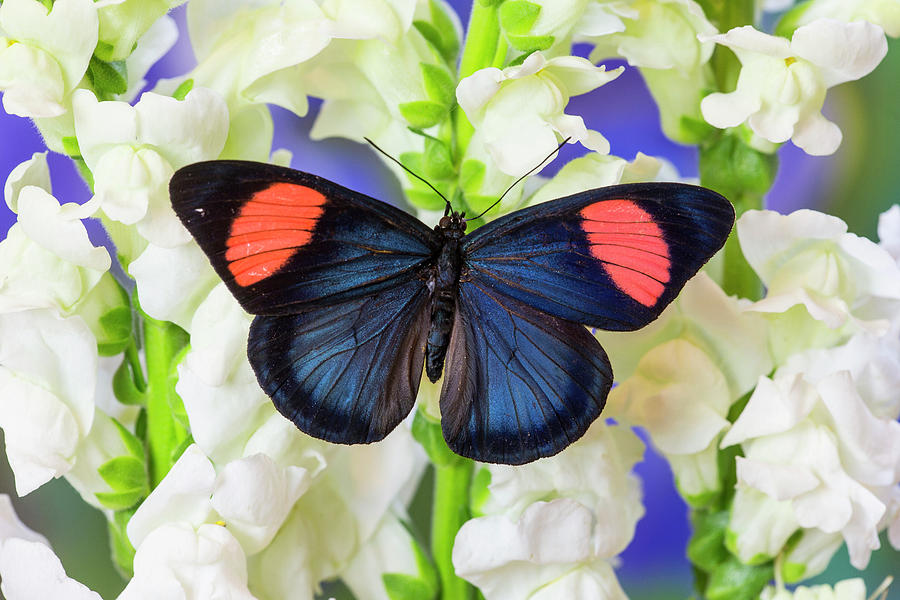 Painted Beauty Butterfly #3 Photograph by Darrell Gulin - Pixels