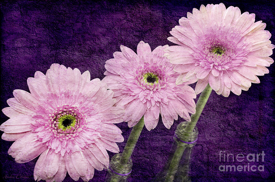 3 Painterly Radiant Orchid Gerber Daisies Photograph by Andee Design