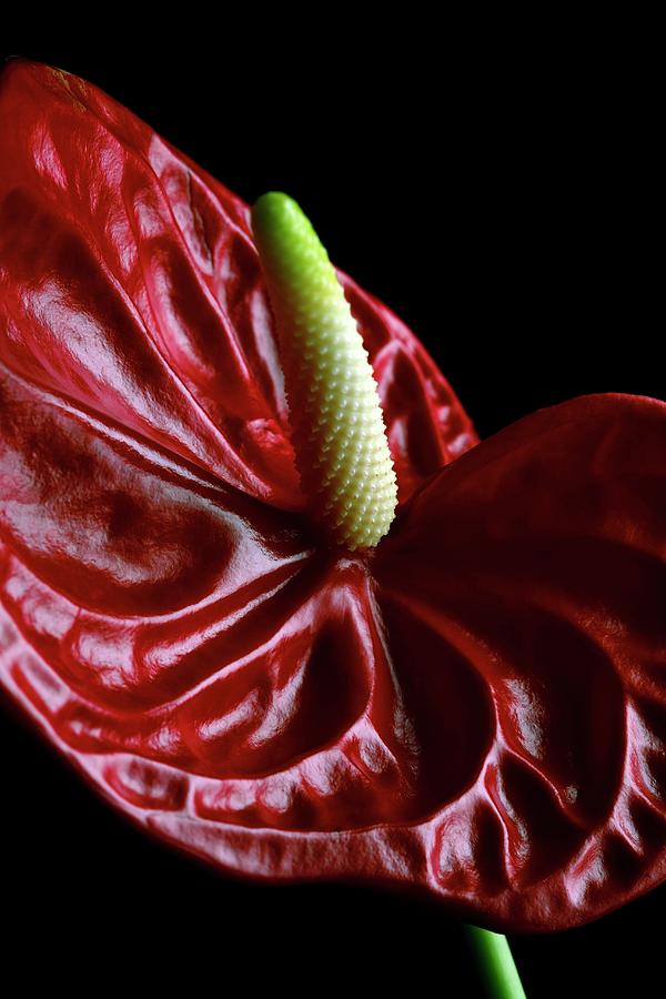 Painter's Palette (anthurium Andraeanum) Photograph by Kate Jacobs ...