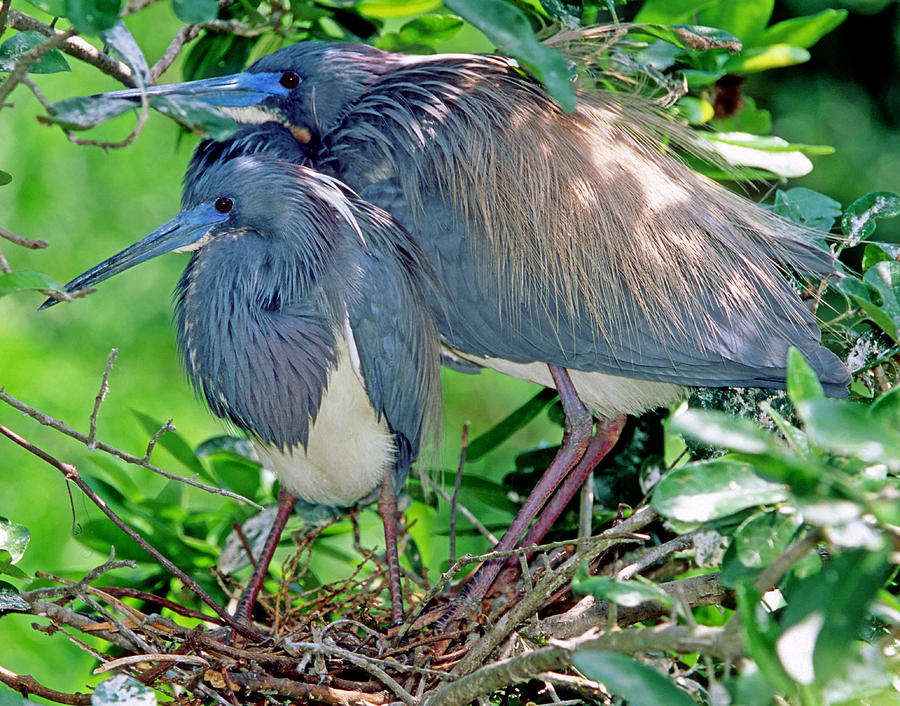 Pair Of Tricolored Heron At Nest #3 Photograph by Millard H. Sharp
