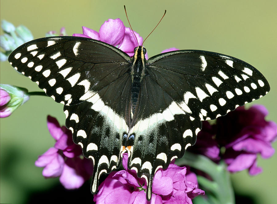 Palamedes Swallowtail Papilio Palamedes #3 Photograph by Millard H. Sharp