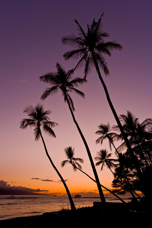 3 palm trees at sunset - Palms at sunset on the beach Photograph by ...