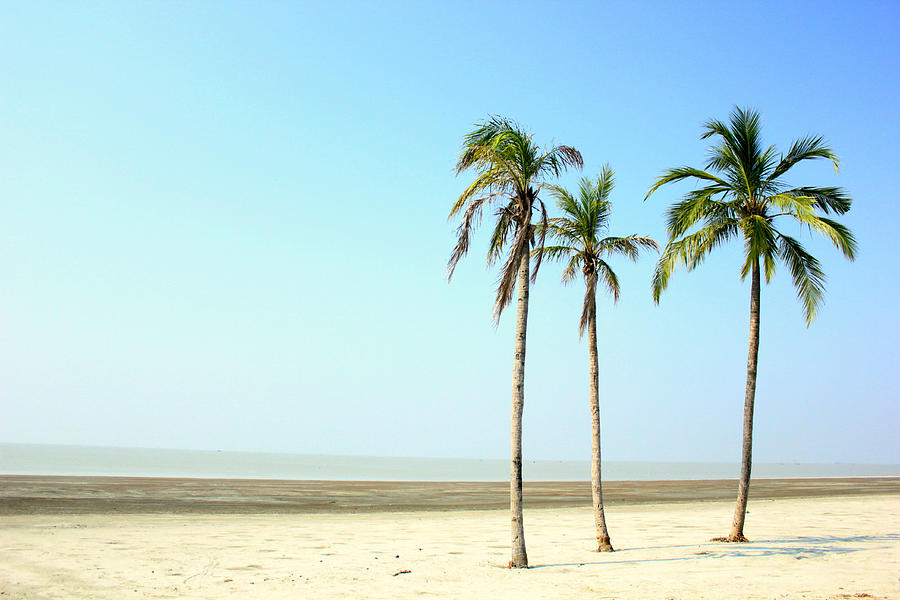 3 Palm Trees Standing On A Beach Photograph by Imtiaz Ahmed Fahim From Bangladesh.