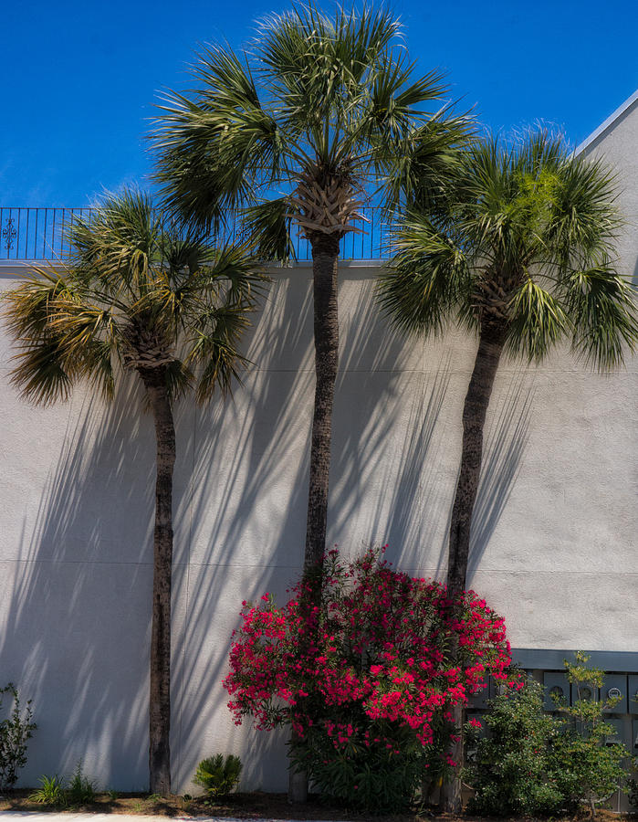 3 Palms Photograph by Don Schiffner