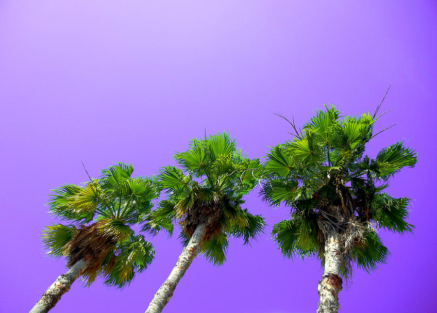 3 Palms Photograph by Culture Cruxxx