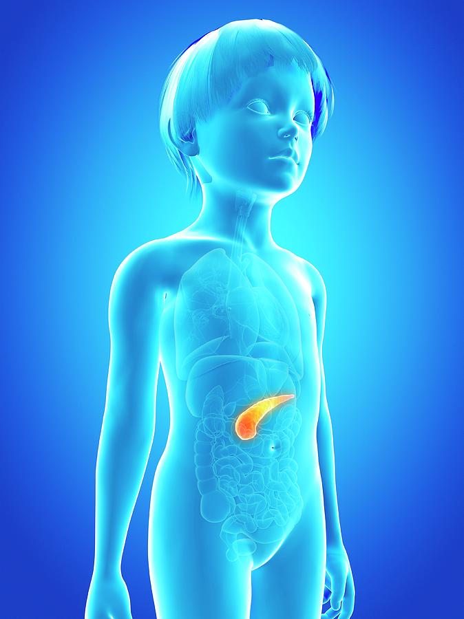 Pancreas Of Boy #3 Photograph by Sebastian Kaulitzki