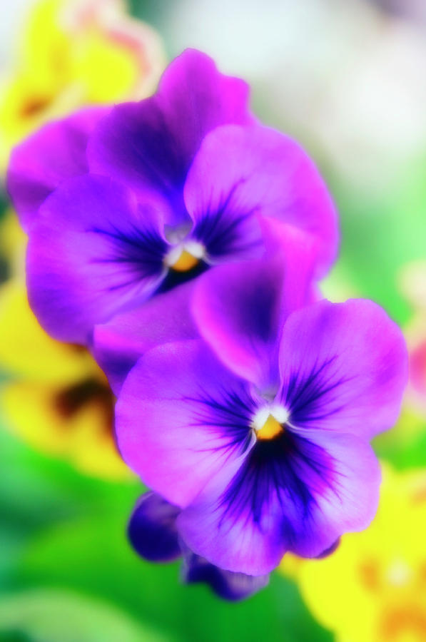 Pansies (viola X Wittrockiana) #3 Photograph by Maria Mosolova/science Photo Library