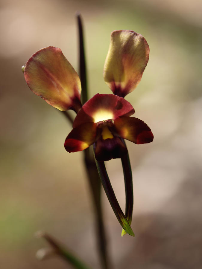 Orchid Photograph - Pansy Orchid by Michaela Perryman