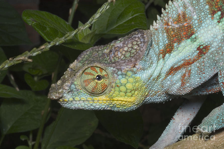 Panther Chameleon #3 Photograph by Greg Dimijian